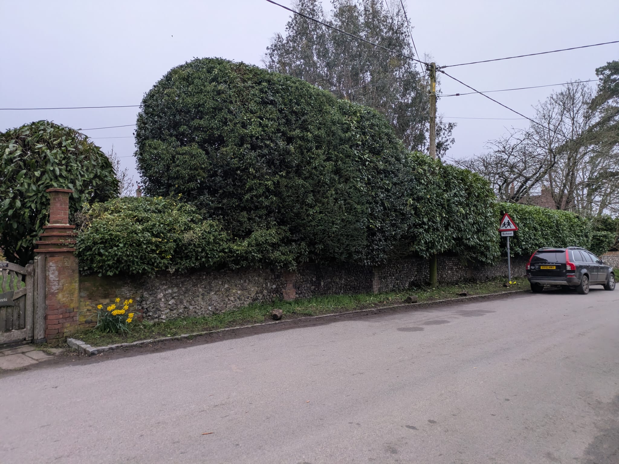 Roadside hedge after cutting