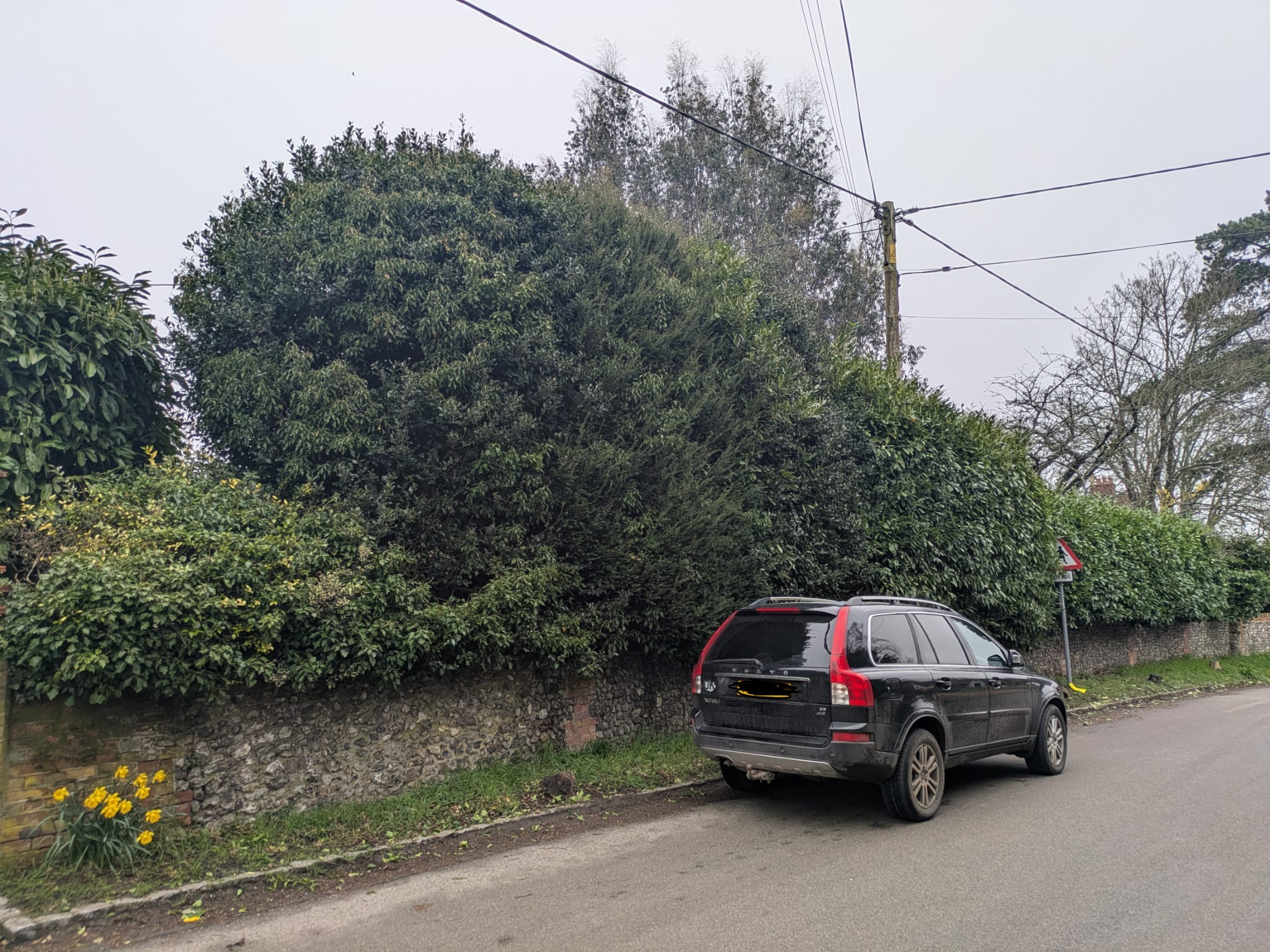 Roadside hedge before cutting