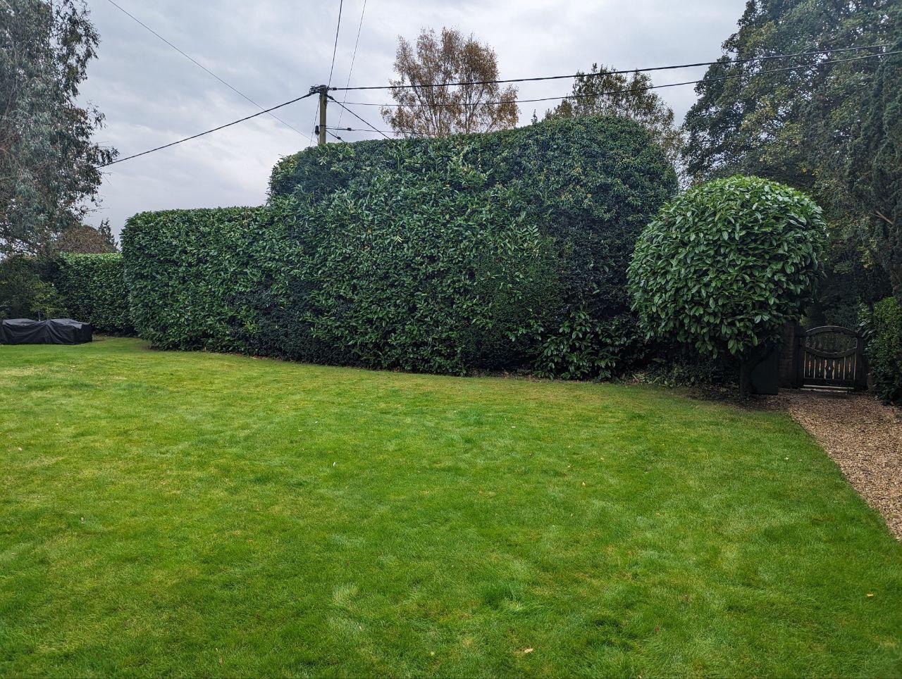 Garden boundary before maintenance